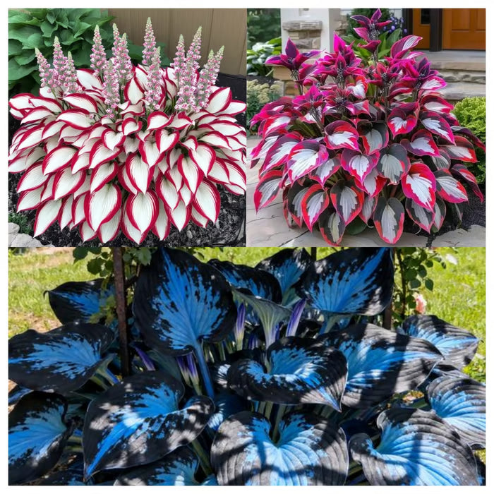 💥2026 Hot Sale 🌌Hosta Seeds Perennial Shade Plant for Garden