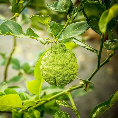 Bergamot Orange Seeds - Citrus Bergamia, Perennial Evergreen Edible And Ornamental Bonsai Outdoor Patio Fruit Tree Seeds