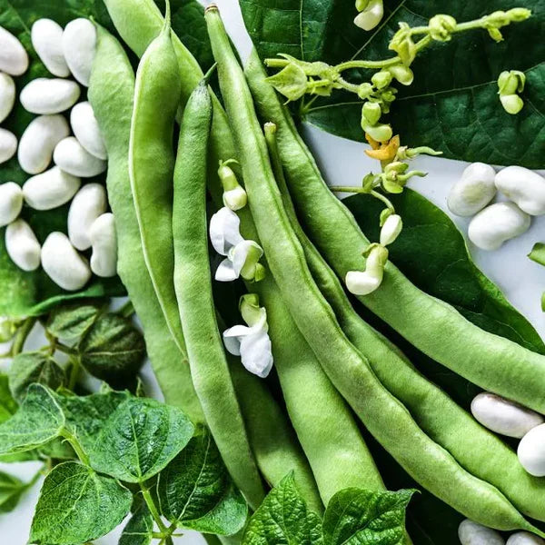 Missouri Wonder Pole Bean Seeds, Premium Pole Bean Vegetable Seeds For Planting