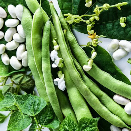 Missouri Wonder Pole Bean Seeds, Premium Pole Bean Vegetable Seeds For Planting