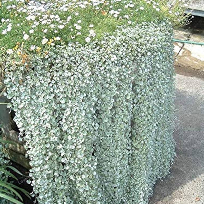 Kucus Dichondra Repens Silver Falls And Emerald Falls Ground Cover Seeds for Hanging Baskets