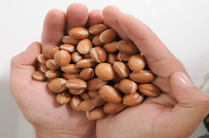 Moroccan Argan Tree seeds, Argan Tree seeds