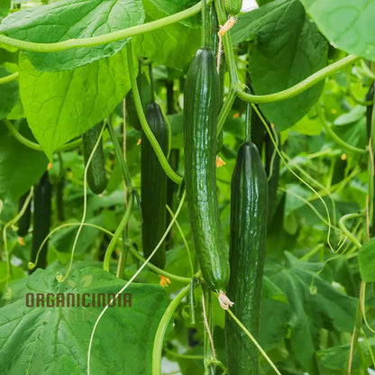 Cucumber Carmen F1 Hybrid Vegetable Seeds for Planting, Premium Quality Cucumbers Seeds for Your Home Garden