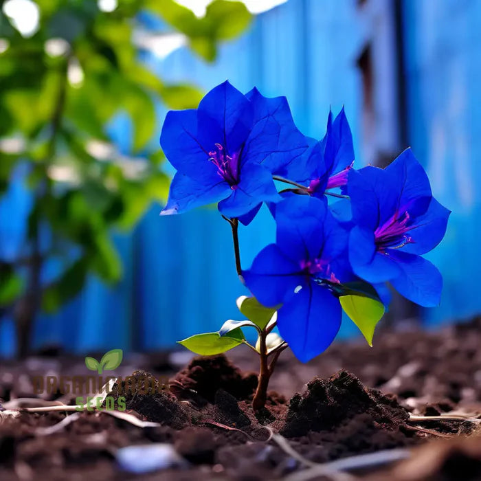 Blue Bougainvillea Flower Seeds - Stunning Mediterranean Beauty for Your Garden
