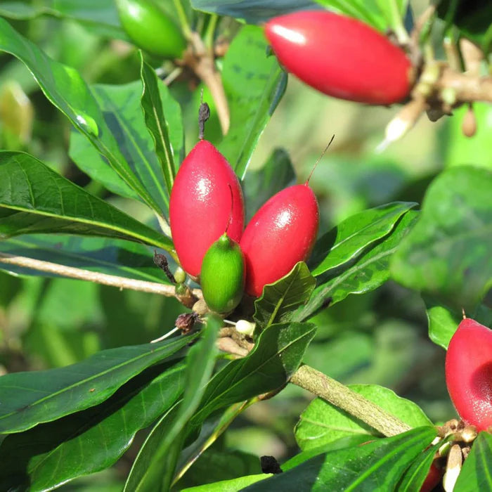 Synsepalum Dulcificum Seeds Miracle Berry, Miracle Fruit Red Berries for Outdoor Growing