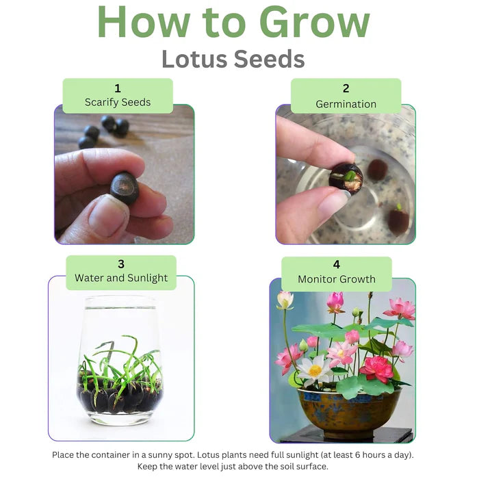 Premium Blue Lotus Seeds, Exotic Aquatic Flowers