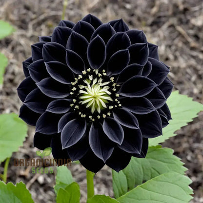 Dahlia Flower Seeds to Plant Outside