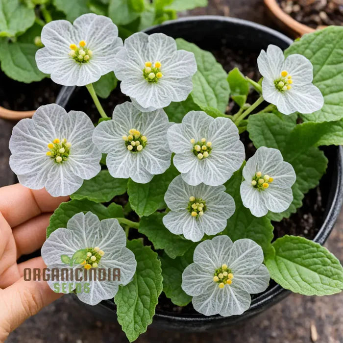 Skeleton Flower Seeds, Exquisite Skeleton Flower Seeds, Create Enchanting Shade Gardens