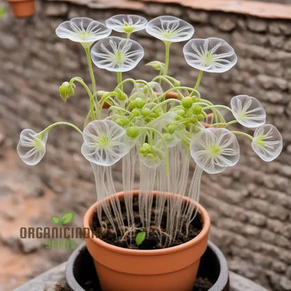 Skeleton Flower Seeds, Exquisite Skeleton Flower Seeds, Create Enchanting Shade Gardens