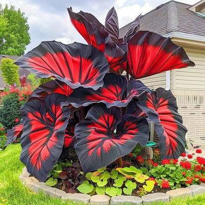 Imported Hosta Flower Bulbs Seeds🎁2025 Special Offer