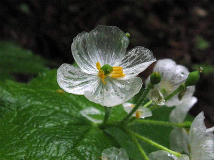 Skeleton Flower Seeds, Exquisite Skeleton Flower Seeds, Create Enchanting Shade Gardens
