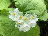 Skeleton Flower Seeds, Exquisite Skeleton Flower Seeds, Create Enchanting Shade Gardens