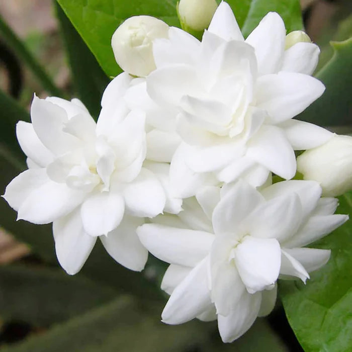 Arabian Jasmine Seeds for Planting Jasminum Sambac, Fragrant Evergreen Climbing Shrub for Patio, Garden And Containers