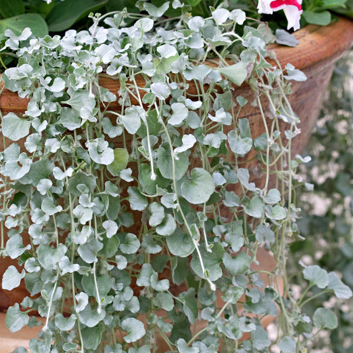 Kucus Dichondra Repens Silver Falls And Emerald Falls Ground Cover Seeds for Hanging Baskets
