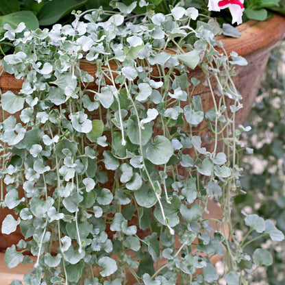 Kucus Dichondra Repens Silver Falls And Emerald Falls Ground Cover Seeds for Hanging Baskets