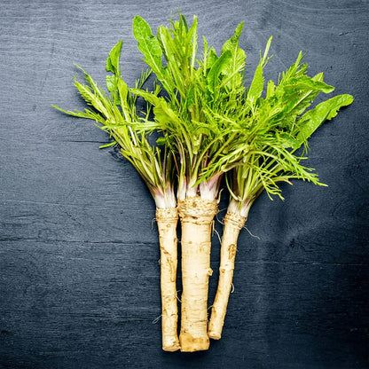 200 Pcs Horseradish Seeds | Armoracia Rusticana | Red Cloe Pepper Root Perennial Vegetable Seeds | GMO-Free | Ideal for Garden Containers & Outdoor Planting