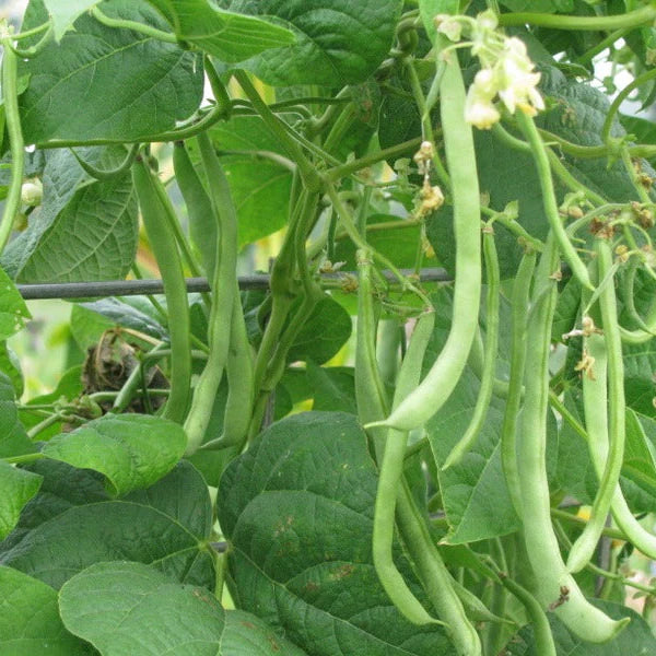 Missouri Wonder Pole Bean Seeds, Premium Pole Bean Vegetable Seeds For Planting