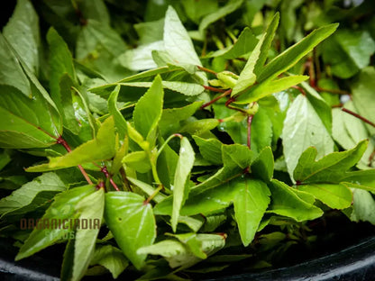 Gongura Leaves (Sorrel leaves) Seeds for Planting - High-Quality Seeds for Your Garden