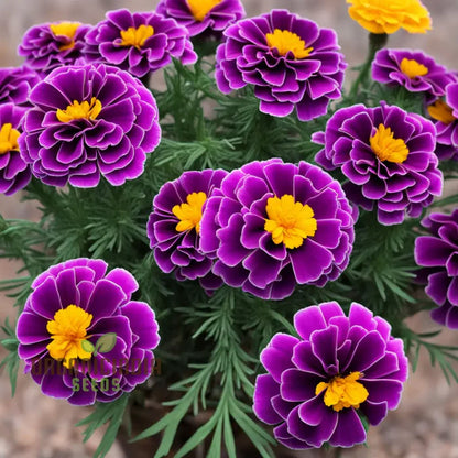 Purple Marigold Flower Seeds Elevate Your Gardening Experience with Unique, Vibrant Blooms