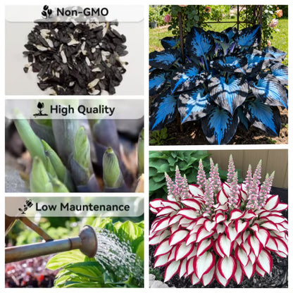 💥2026 Hot Sale 🌌Hosta Seeds Perennial Shade Plant for Garden