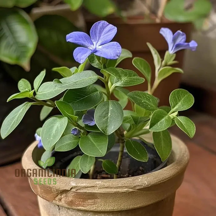 Vinca Minor Flower Seeds for Gardening and Planting