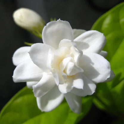 Arabian Jasmine Seeds for Planting Jasminum Sambac, Fragrant Evergreen Climbing Shrub for Patio, Garden And Containers