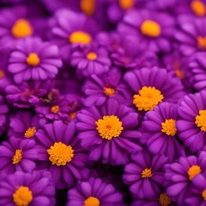 Purple Marigold Flower Seeds Elevate Your Gardening Experience with Unique, Vibrant Blooms