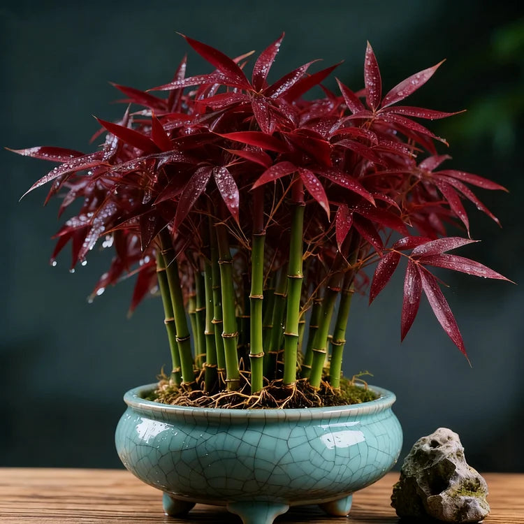 🌿 DreamBamboo — Multi-Color Lucky Bamboo Cypress