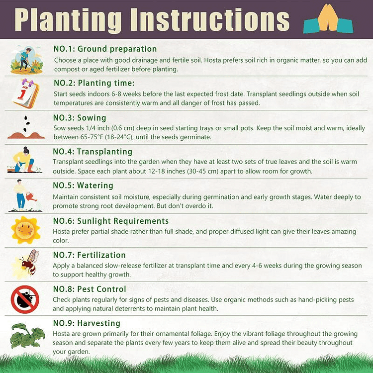 Imported Hosta Flower Bulbs Seeds🎁2025 Special Offer