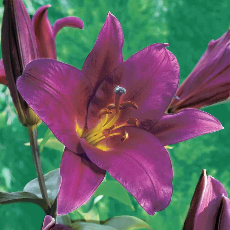Lily Tree 🌷 – A Symphony of Scent and Beauty in Every Bloom 🎶
