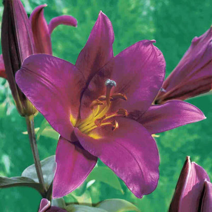 Lily Tree 🌷 – A Symphony of Scent and Beauty in Every Bloom 🎶