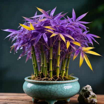 🌿 DreamBamboo — Multi-Color Lucky Bamboo Cypress