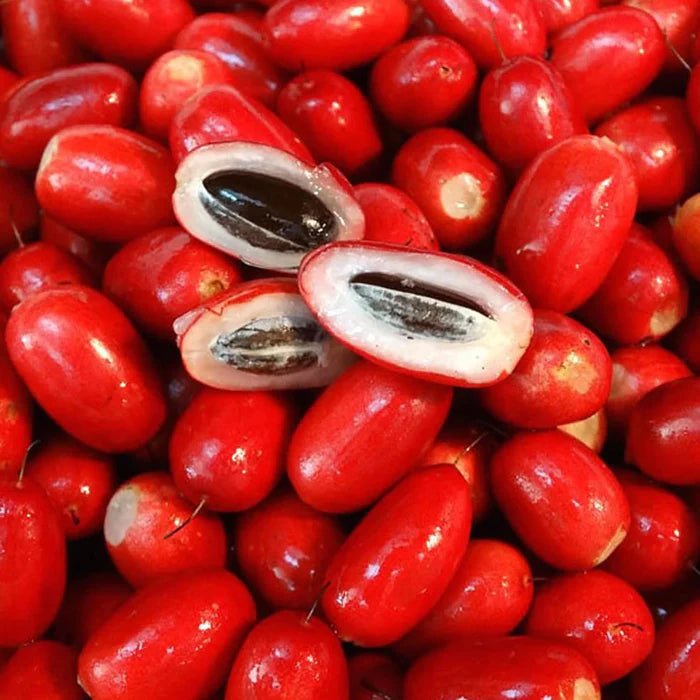 Synsepalum Dulcificum Seeds Miracle Berry, Miracle Fruit Red Berries for Outdoor Growing