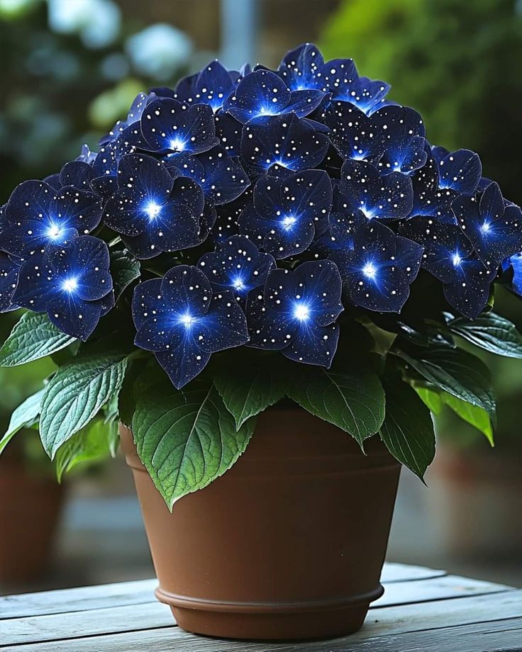 🦋🌙Midnight Wings Begonia