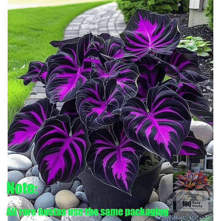 Imported Hosta Flower Bulbs Seeds🎁2025 Special Offer