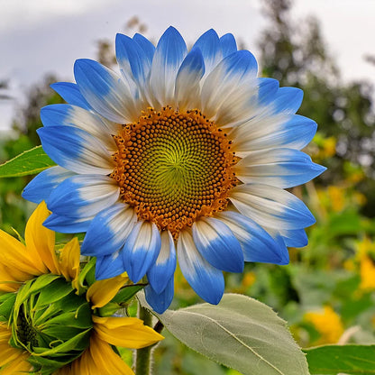 🌻🌼Midnight Blaze Sunflower Seeds