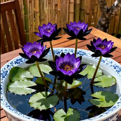 🌸Last Day 50% OFF💐The Sacred Bonsai Bowl Lotus Flower