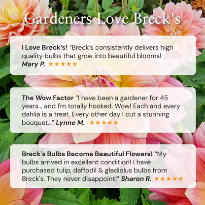 Lily Tree 🌷 – A Symphony of Scent and Beauty in Every Bloom 🎶