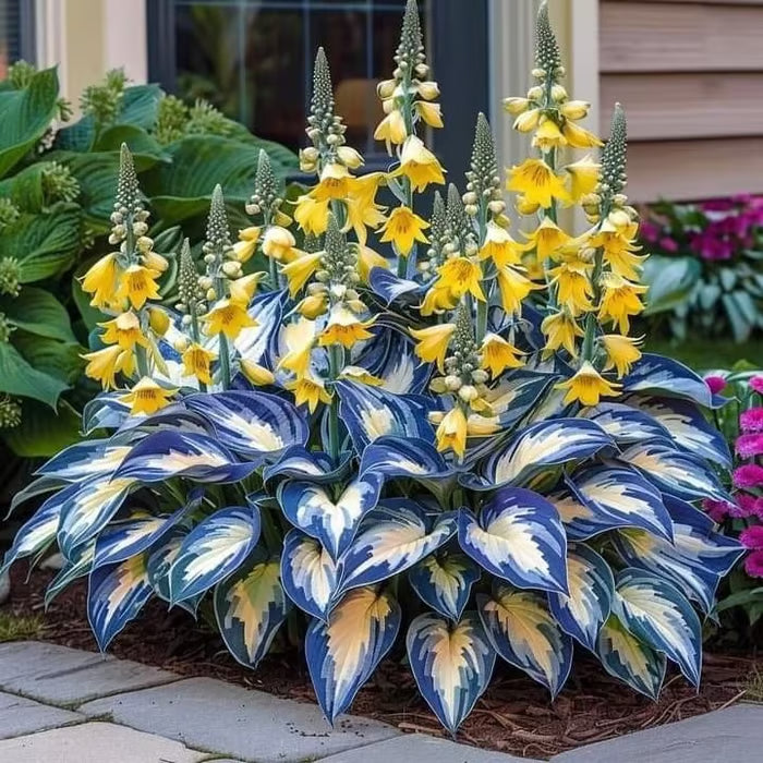 💥2026 Hot Sale 🌌Hosta Seeds Perennial Shade Plant for Garden