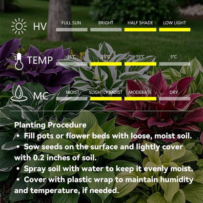 💥2026 Hot Sale 🌌Hosta Seeds Perennial Shade Plant for Garden