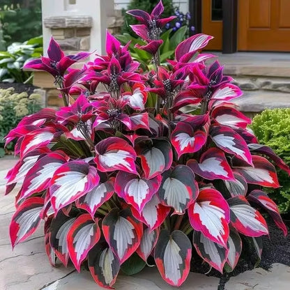 💥2026 Hot Sale 🌌Hosta Seeds Perennial Shade Plant for Garden