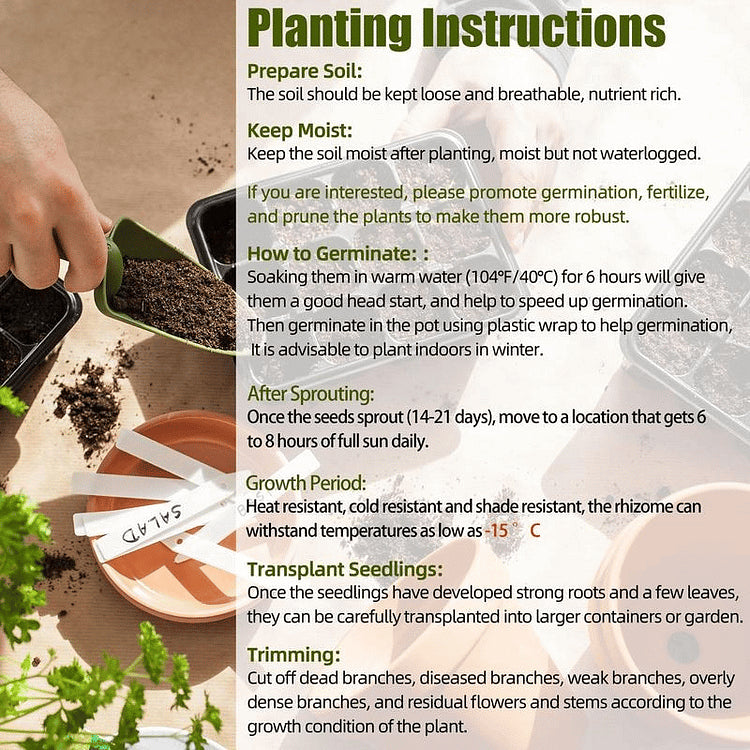 Imported Hosta Flower Bulbs Seeds🎁2025 Special Offer