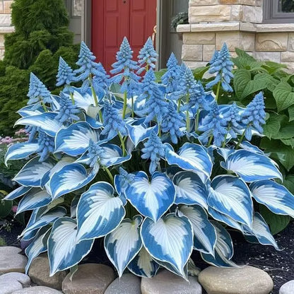 💥2026 Hot Sale 🌌Hosta Seeds Perennial Shade Plant for Garden